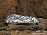 Azygophleps leopardina